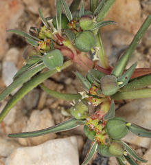 Euphorbia exstipulata