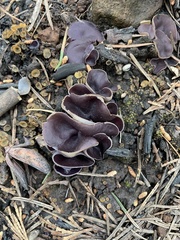 Geoscypha violacea