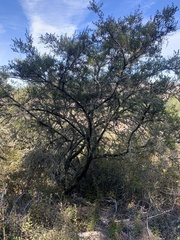 Ceanothus thyrsiflorus thyrsiflorus