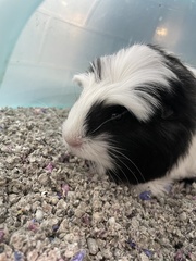 Cavia porcellus