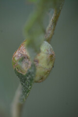 Euura pedunculi