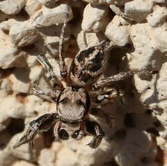 Habronattus klauseri