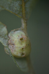 Euura pedunculi
