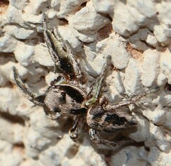 Habronattus klauseri