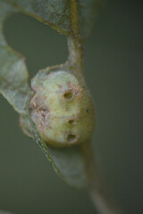 Euura pedunculi