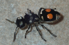 Hoplomutilla