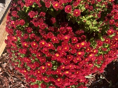 Chrysanthemum morifolium