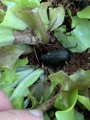 Asiopus minimus