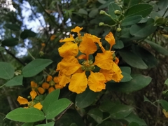 Aspicarpa hirtella