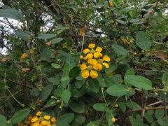 Aspicarpa hirtella