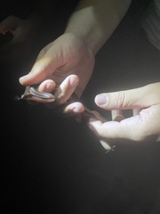 Farancia erytrogramma