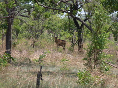 Alcelaphus buselaphus lichtensteinii