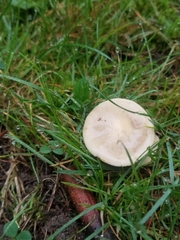 Agrocybe pediades