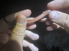 Farancia erytrogramma