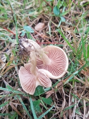 Agrocybe pediades