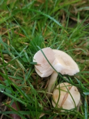 Agrocybe pediades