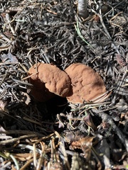 Gyromitra perlata