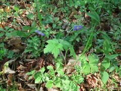 Geranium platyanthum