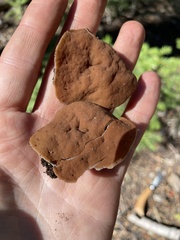 Gyromitra perlata