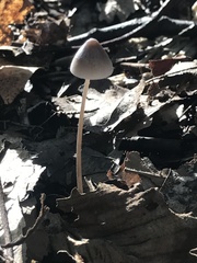 Mycena filopes