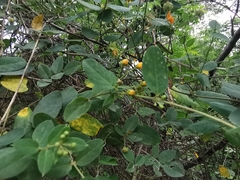 Aspicarpa hirtella