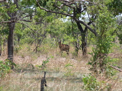 Alcelaphus buselaphus lichtensteinii
