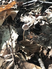 Mycena filopes