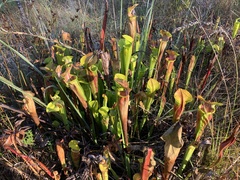 Sarracenia alata