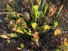 Sarracenia alata