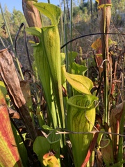 Sarracenia alata