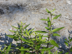 Caryopteris mongholica