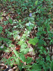 Geranium platyanthum