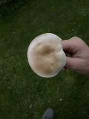 Clitocybe rivulosa