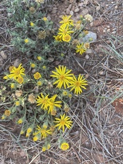 Heterotheca canescens