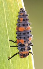Coccinella septempunctata