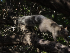 Sciurus