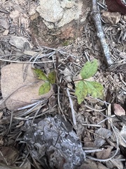 Toxicodendron pubescens