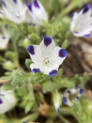 Nemophila maculata
