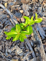 Sideroxylon lanuginosum