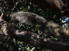 Sciurus