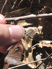 Mycena filopes