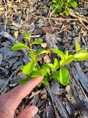 Sideroxylon lanuginosum