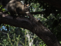 Sciurus