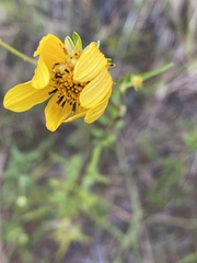 Bidens mitis