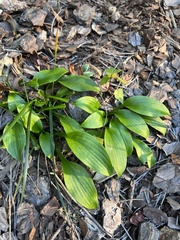 Tricyrtis formosana