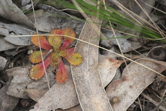 Drosera whittakeri