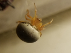 Araneus thaddeus