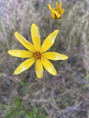 Bidens mitis