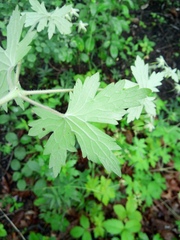 Geranium erianthum