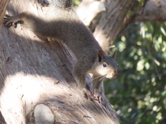 Sciurus